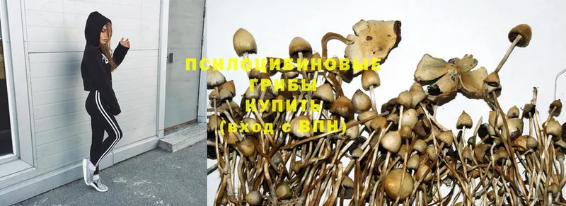 наркота  Володарск  Псилоцибиновые грибы Magic Shrooms 